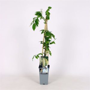 A vigorous Wisteria sinensis 'Alba' climber showcasing long, pendulous racemes of fragrant, pure white pea-like flowers cascading against fresh green foliage.