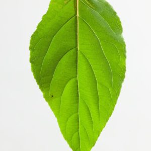 A vigorous Actinidia arguta vine displaying its vibrant green, heart-shaped leaves and clusters of small, smooth, ripe kiwi berries hanging amongst the foliage.