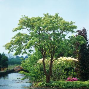 Acer griseum, the Paperbark Maple, showcasing its distinctive peeling cinnamon-brown bark and vibrant red-orange autumn foliage.