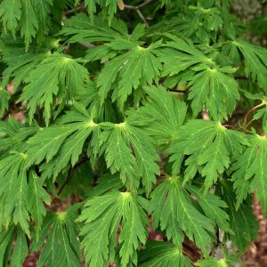 A vibrant Acer japonicum 'Aconitifolium' showcasing its deeply dissected, fern-like green leaves, transforming into fiery autumn reds.