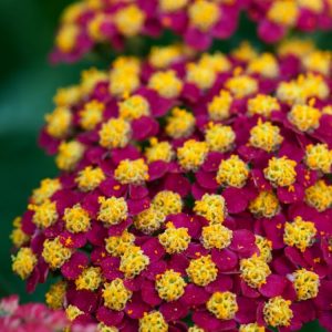 Achillea millefolium 'Paprika' showing multiple flat-topped flower clusters in vibrant red-orange, fading to soft yellow, above delicate grey-green foliage.