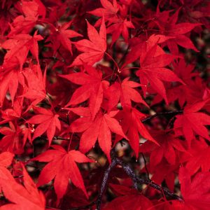 Vibrant Acer palmatum, also known as Japanese Maple, displaying its distinctive deeply lobed, often reddish-purple or green foliage. A graceful, small deciduous tree.