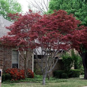 Acer palmatum 'Atropurpureum' showcasing its deeply lobed, star-shaped foliage in a rich, vibrant purple-red hue. Delicate structure with slender branches.