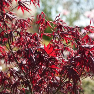 Vibrant Acer palmatum 'Bloodgood' showcasing its deeply lobed, rich burgundy-red leaves. A striking Japanese Maple with elegant, spreading branches.