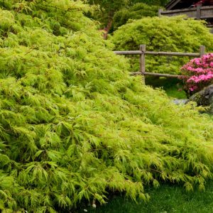 Vibrant Acer palmatum 'Dissectum' showing its finely cut, fern-like green leaves and graceful weeping habit, with hints of red autumn colour.