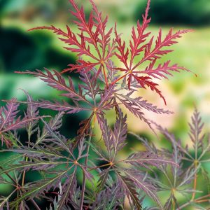 Acer palmatum 'Garnet' displays its deeply dissected, vibrant red-purple foliage, forming a graceful, weeping mound. Its delicate leaves create striking texture.