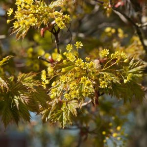 Acer platanoides 'Globosum' is a compact, deciduous tree featuring a dense, perfectly spherical crown of lobed green leaves, which turn bright yellow in autumn.