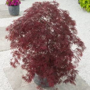 Acer palmatum 'Inaba-shidare' with its graceful weeping form, deeply dissected purplish-red foliage, and delicate, fern-like texture cascading from its branches.