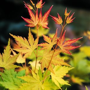 Acer palmatum 'Orange Dream' Japanese Maple showing delicate, deeply lobed leaves in bright lime green, yellow, and vibrant fiery orange hues.