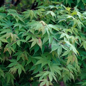 Vibrant Acer palmatum 'Osakazuki' showcasing spectacular bright scarlet and crimson seven-lobed autumn leaves, a true masterpiece of seasonal colour.