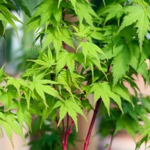 Acer palmatum 'Sangokaku' showcasing its vibrant coral-red winter stems and delicate, palmate leaves transitioning to brilliant golden-yellow autumn colour.