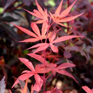 A vibrant Acer palmatum 'Skeeter's Broom' displaying its dense, upright form. The deeply lobed leaves are a rich purplish-red, with hints of scarlet autumn colour.