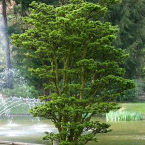 A vibrant Acer palmatum 'Shishigashira' showcasing its crinkled, deeply lobed green leaves, which turn fiery orange and red in autumn.