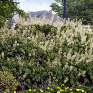 Aesculus parviflora, Bottlebrush Buckeye, showcasing elegant upright creamy-white flower spikes in summer. Lush green palmate leaves feature prominently.
