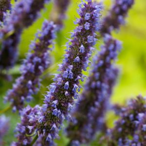 Agastache 'Blue Fortune' showing dense, upright spikes of vibrant violet-blue flowers above aromatic, textured green foliage.