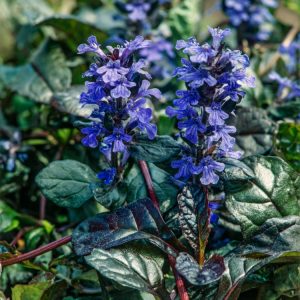 A vibrant clump of Ajuga reptans 'Braunherz' showcasing its deep bronze-purple foliage and upright spikes of bright blue flowers in full bloom.