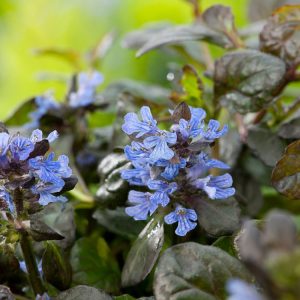 Ajuga reptans Black Scallop displays striking, deeply crinkled, near-black evergreen foliage with vibrant upright spikes of blue flowers emerging above.