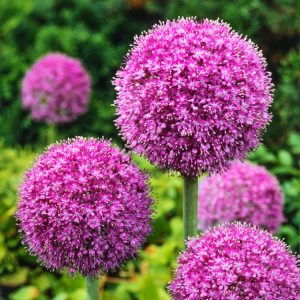Tall Allium giganteum plant showcasing a large, spherical cluster of tiny purple star-shaped flowers atop a sturdy, erect stem with visible green foliage at its base.