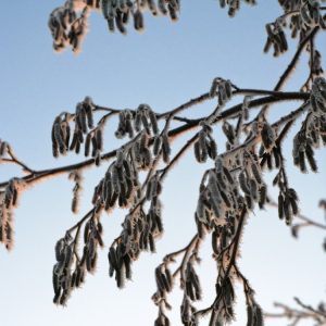 A majestic Alnus glutinosa tree, the Common Alder, standing tall with its rounded, dark green foliage and delicate yellow-brown catkins.