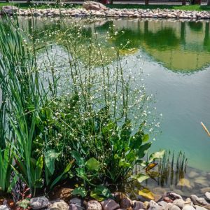 A close-up of Alisma plantago-aquatica, showing its broad, lance-shaped green leaves emerging from water and delicate white flowers with yellow centres.