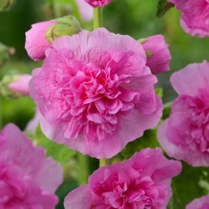 A towering Alcea rosea 'Chaters Double Purple' plant showcasing multiple spikes densely covered in large, opulent, double purple flowers.