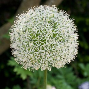 Tall Allium stipitatum 'Mount Everest' with large, perfectly spherical, pure white flower heads standing high above green foliage.