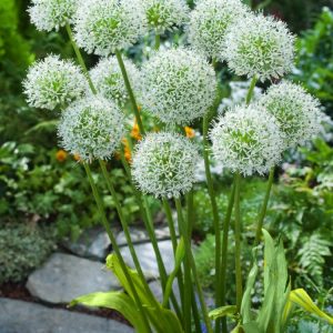 Allium stipitatum 'White Giant' displaying its large, spherical white flower head made of numerous small starry florets atop a tall, sturdy stem with strap-like foliage.