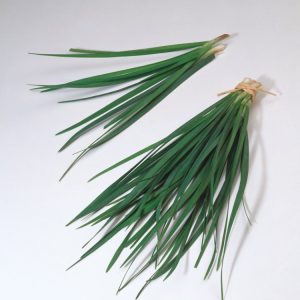A clump of Allium tuberosum displaying slender, upright stems topped with delicate clusters of star-shaped white flowers and flat green strap-like leaves.