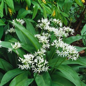 Allium ursinum, also known as Wild Garlic or Ramsons, displaying lush green, broad leaves and clusters of delicate white, star-shaped flowers.