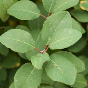 Amelanchier alnifolia 'Obelisk' showcasing its slender, upright columnar form with delicate white spring blossoms and emerging bronze-green leaves.
