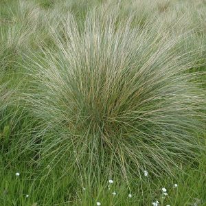 A close-up view of Ammophila arenaria, Marram Grass, showcasing its stiff, upright, grey-green leaves and a pale, cylindrical flower spike emerging above.