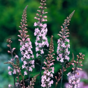 Amsonia hubrichtii showcasing its delicate star-shaped pale blue flowers and fine, feathery bright green foliage, which transforms into a brilliant golden hue in autumn.