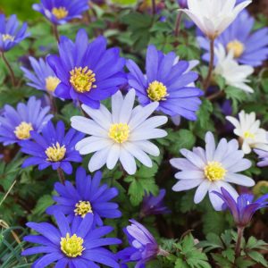 Anemone blanda in bloom. A vibrant carpet of delicate blue, white, and pink daisy-like flowers with bright yellow centres, surrounded by its finely cut green foliage.