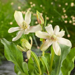 Anemopsis californica displays unique white, petal-like bracts surrounding a central cone, set against aromatic, glaucous green leaves.