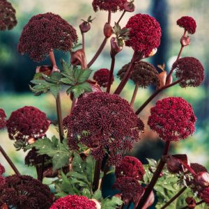 A towering Angelica gigas plant showcasing its large, deeply divided dark green leaves and a majestic cluster of deep purplish-red, dome-shaped flowers.