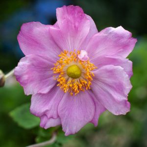 Anemone hybrida 'Königin Charlotte' displays its beautiful semi-double, silvery-pink flowers with prominent golden yellow centres on tall, slender stems amidst deep green foliage.