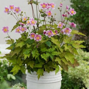 Anemone hupehensis 'September Charm' displaying delicate, cup-shaped, soft pink blooms with golden centres atop slender stems, surrounded by lush green foliage.
