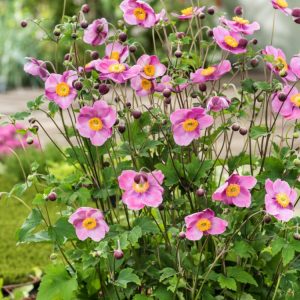 Anemone hupehensis 'Splendens' showcases delicate, vibrant rose-pink flowers with bright golden centres on slender stems, rising above deeply lobed green foliage.