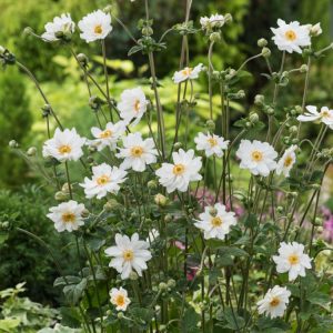 A vibrant Anemone hybrida 'Whirlwind' flower with pristine semi-double white petals surrounding a bright yellow central boss of stamens. The elegant bloom stands tall against dark green, lobed foliage, showcasing its late-season beauty.