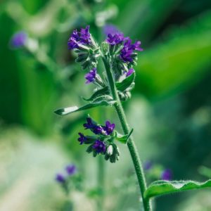 Close-up of Anchusa officinalis, Common Alkanet, displaying its vibrant clusters of small, true-blue bell-shaped flowers with prominent white centres and a backdrop of hairy, lance-shaped green foliage.