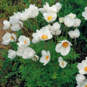 Anemone sylvestris, the Snowdrop Anemone, displays delicate pure white, cup-shaped flowers with bright yellow centres, emerging from deeply lobed green foliage.