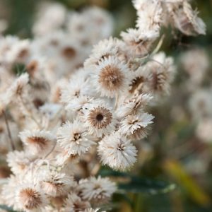 Anaphalis triplinervis, Pearly Everlasting, features silvery-grey, woolly leaves and clusters of pure white, papery, button-like flowers in full bloom.