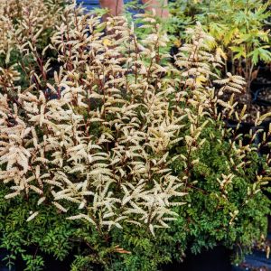 Aruncus aethusifolius, also known as Dwarf Goatsbeard, displaying its delicate, fern-like green foliage and airy plumes of creamy white flowers.