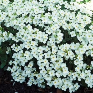 A vibrant close-up of Arabis caucasica. Dense mat of grey-green evergreen foliage adorned with a profusion of small, pure white, four-petalled flowers.