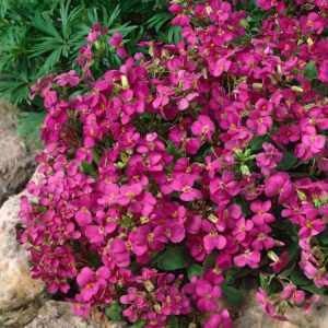 A vibrant Arabis caucasica 'Pinkie' plant showcasing a dense carpet of delicate bright pink flowers blooming above its silvery-green evergreen foliage.