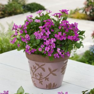 Vibrant Arabis caucasica 'Rosea' showcases a dense mat of grey-green evergreen foliage adorned with clusters of cheerful rosy-pink flowers in spring.