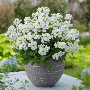 Close-up of Arabis caucasica 'Snowcap' showing a dense mat of silvery-grey-green foliage completely covered with abundant small, bright white flowers.