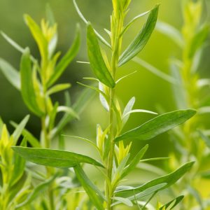 Vibrant green Artemisia dracunculus, also known as French Tarragon, displaying its slender, glossy, aromatic leaves forming a neat, bushy mound.