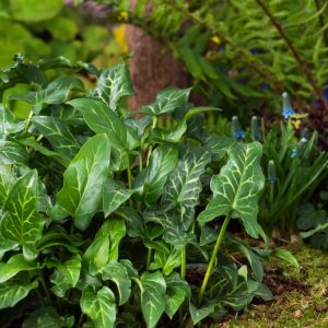 Arum italicum showcasing its striking, arrow-shaped, glossy green leaves with prominent creamy-white veins, followed by bright orange-red berries on upright stems.