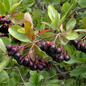 Aronia melanocarpa, or Chokeberry, displaying glossy dark green leaves, delicate white spring flowers in clusters, and abundant, deep purple autumn berries. Its foliage also offers striking red and orange seasonal colour.